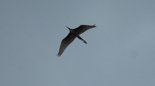 DSC_0051.JPG
